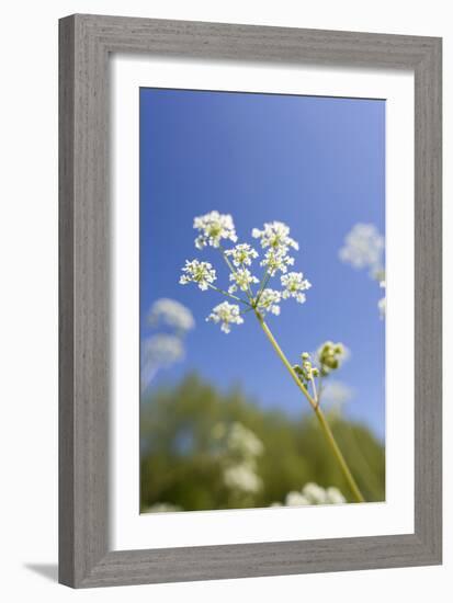 Cow Parsley Flowers-null-Framed Photographic Print