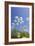 Cow Parsley Flowers-null-Framed Photographic Print