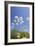 Cow Parsley Flowers-null-Framed Photographic Print