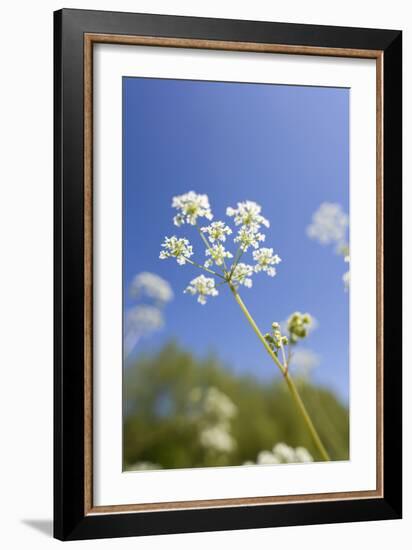 Cow Parsley Flowers-null-Framed Photographic Print