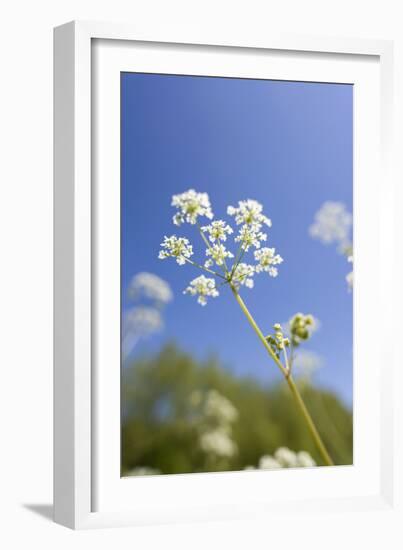 Cow Parsley Flowers-null-Framed Photographic Print
