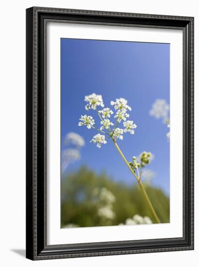 Cow Parsley Flowers-null-Framed Photographic Print