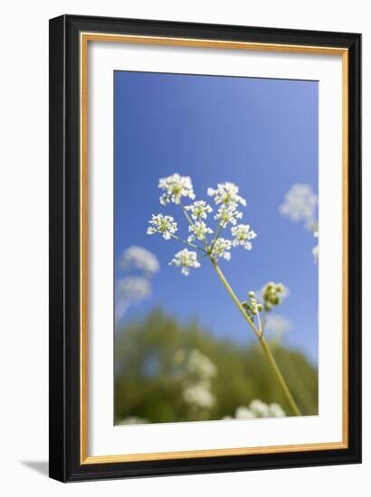 Cow Parsley Flowers-null-Framed Photographic Print