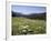 Cow Parsnip and Alpine Sunflower with Crested Butte in Distance, Washington Gulch, Colorado, USA-James Hager-Framed Photographic Print