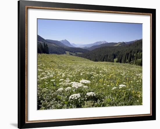 Cow Parsnip and Alpine Sunflower with Crested Butte in Distance, Washington Gulch, Colorado, USA-James Hager-Framed Photographic Print