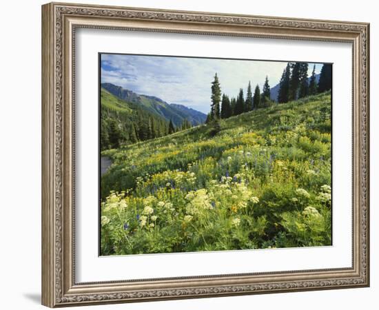 Cow Parsnip and Orange Sneezeweed Growing on Mountain Slope, Mount Sneffels Wilderness, Colorado-Adam Jones-Framed Photographic Print