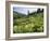 Cow Parsnip and Orange Sneezeweed Growing on Mountain Slope, Mount Sneffels Wilderness, Colorado-Adam Jones-Framed Photographic Print