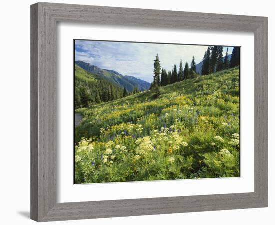 Cow Parsnip and Orange Sneezeweed Growing on Mountain Slope, Mount Sneffels Wilderness, Colorado-Adam Jones-Framed Photographic Print