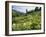 Cow Parsnip and Orange Sneezeweed Growing on Mountain Slope, Mount Sneffels Wilderness, Colorado-Adam Jones-Framed Photographic Print