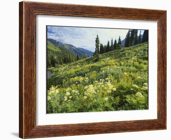 Cow Parsnip and Orange Sneezeweed Growing on Mountain Slope, Mount Sneffels Wilderness, Colorado-Adam Jones-Framed Photographic Print