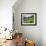 Cow Parsnip and Orange Sneezeweed Growing on Mountain Slope, Mount Sneffels Wilderness, Colorado-Adam Jones-Framed Photographic Print displayed on a wall