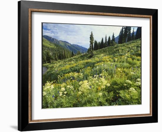 Cow Parsnip and Orange Sneezeweed Growing on Mountain Slope, Mount Sneffels Wilderness, Colorado-Adam Jones-Framed Photographic Print