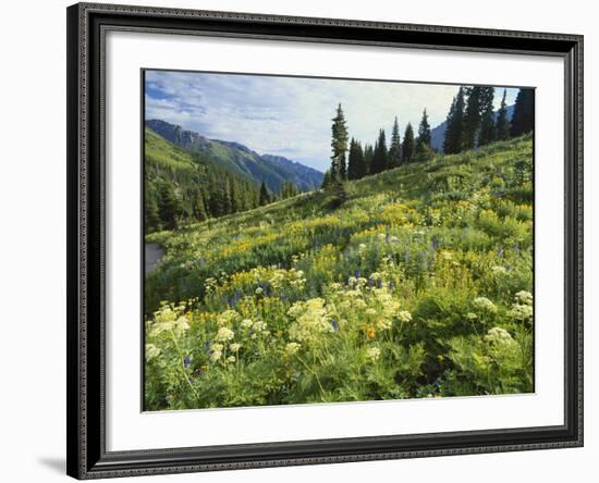 Cow Parsnip and Orange Sneezeweed Growing on Mountain Slope, Mount Sneffels Wilderness, Colorado-Adam Jones-Framed Photographic Print