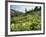 Cow Parsnip and Orange Sneezeweed Growing on Mountain Slope, Mount Sneffels Wilderness, Colorado-Adam Jones-Framed Photographic Print