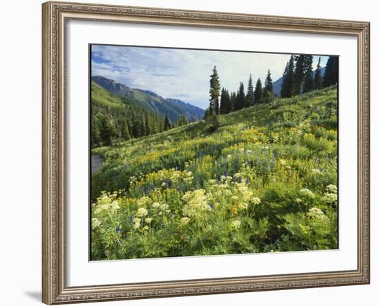 Cow Parsnip and Orange Sneezeweed Growing on Mountain Slope, Mount Sneffels Wilderness, Colorado-Adam Jones-Framed Photographic Print