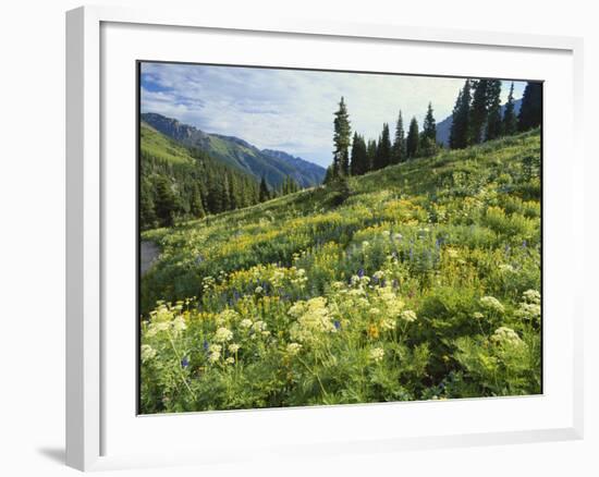 Cow Parsnip and Orange Sneezeweed Growing on Mountain Slope, Mount Sneffels Wilderness, Colorado-Adam Jones-Framed Photographic Print