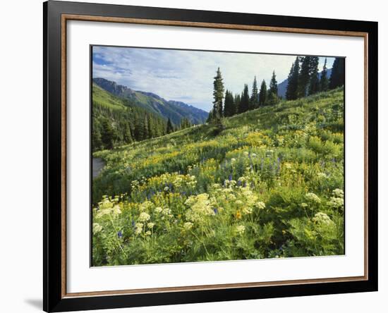 Cow Parsnip and Orange Sneezeweed Growing on Mountain Slope, Mount Sneffels Wilderness, Colorado-Adam Jones-Framed Photographic Print