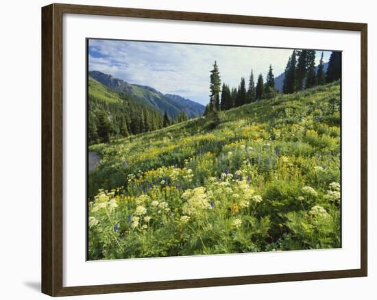 Cow Parsnip and Orange Sneezeweed Growing on Mountain Slope, Mount Sneffels Wilderness, Colorado-Adam Jones-Framed Photographic Print