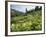 Cow Parsnip and Orange Sneezeweed Growing on Mountain Slope, Mount Sneffels Wilderness, Colorado-Adam Jones-Framed Photographic Print