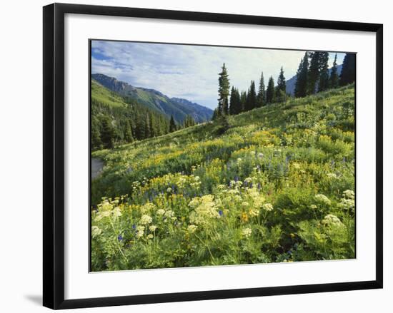 Cow Parsnip and Orange Sneezeweed Growing on Mountain Slope, Mount Sneffels Wilderness, Colorado-Adam Jones-Framed Photographic Print