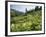 Cow Parsnip and Orange Sneezeweed Growing on Mountain Slope, Mount Sneffels Wilderness, Colorado-Adam Jones-Framed Photographic Print