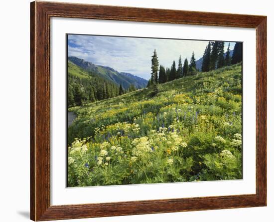 Cow Parsnip and Orange Sneezeweed Growing on Mountain Slope, Mount Sneffels Wilderness, Colorado-Adam Jones-Framed Photographic Print