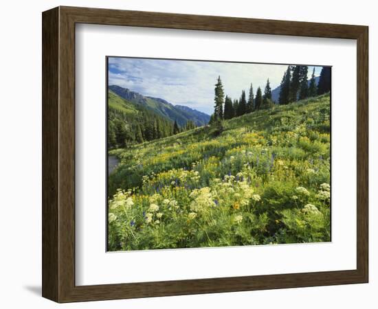 Cow Parsnip and Orange Sneezeweed Growing on Mountain Slope, Mount Sneffels Wilderness, Colorado-Adam Jones-Framed Photographic Print