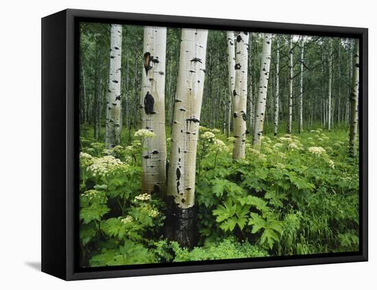 Cow Parsnip Growing in Aspen Grove, White River National Forest, Colorado, USA-Adam Jones-Framed Premier Image Canvas