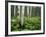 Cow Parsnip Growing in Aspen Grove, White River National Forest, Colorado, USA-Adam Jones-Framed Photographic Print