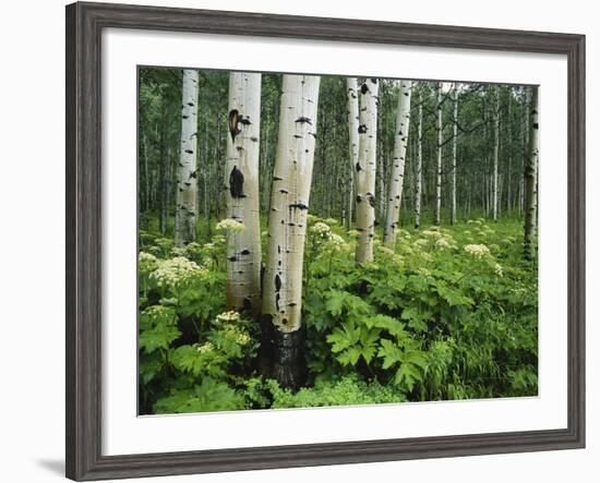 Cow Parsnip Growing in Aspen Grove, White River National Forest, Colorado, USA-Adam Jones-Framed Photographic Print