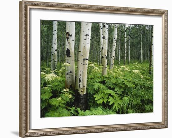 Cow Parsnip Growing in Aspen Grove, White River National Forest, Colorado, USA-Adam Jones-Framed Photographic Print