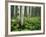 Cow Parsnip Growing in Aspen Grove, White River National Forest, Colorado, USA-Adam Jones-Framed Photographic Print