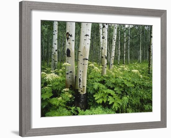 Cow Parsnip Growing in Aspen Grove, White River National Forest, Colorado, USA-Adam Jones-Framed Photographic Print