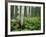 Cow Parsnip Growing in Aspen Grove, White River National Forest, Colorado, USA-Adam Jones-Framed Photographic Print