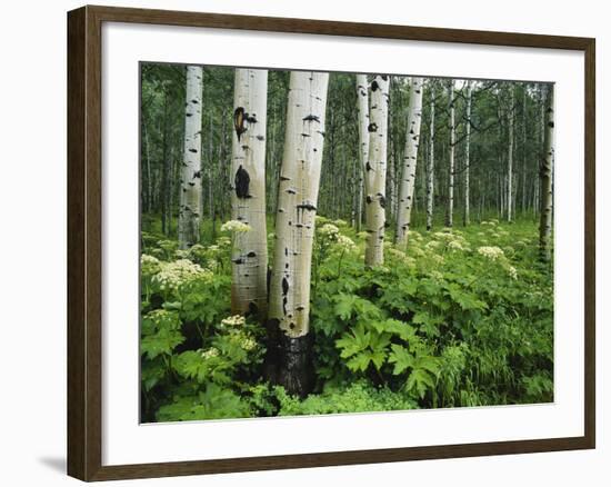 Cow Parsnip Growing in Aspen Grove, White River National Forest, Colorado, USA-Adam Jones-Framed Photographic Print