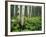 Cow Parsnip Growing in Aspen Grove, White River National Forest, Colorado, USA-Adam Jones-Framed Photographic Print