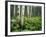 Cow Parsnip Growing in Aspen Grove, White River National Forest, Colorado, USA-Adam Jones-Framed Photographic Print