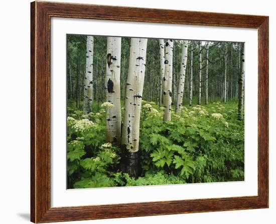 Cow Parsnip Growing in Aspen Grove, White River National Forest, Colorado, USA-Adam Jones-Framed Photographic Print