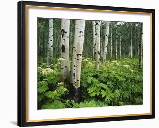 Cow Parsnip Growing in Aspen Grove, White River National Forest, Colorado, USA-Adam Jones-Framed Photographic Print