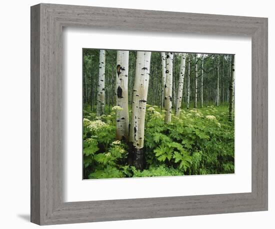 Cow Parsnip Growing in Aspen Grove, White River National Forest, Colorado, USA-Adam Jones-Framed Photographic Print