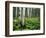 Cow Parsnip Growing in Aspen Grove, White River National Forest, Colorado, USA-Adam Jones-Framed Photographic Print