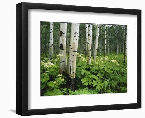 Cow Parsnip Growing in Aspen Grove, White River National Forest, Colorado, USA-Adam Jones-Framed Photographic Print
