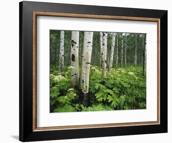 Cow Parsnip Growing in Aspen Grove, White River National Forest, Colorado, USA-Adam Jones-Framed Photographic Print