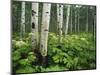 Cow Parsnip Growing in Aspen Grove, White River National Forest, Colorado, USA-Adam Jones-Mounted Photographic Print