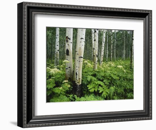 Cow Parsnip Growing in Aspen Grove, White River National Forest, Colorado, USA-Adam Jones-Framed Photographic Print