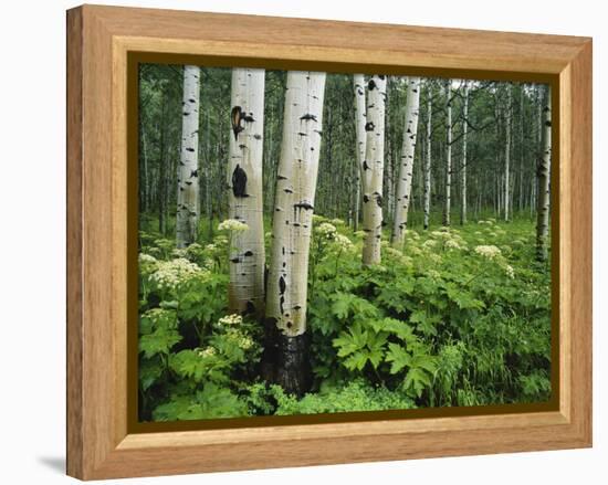 Cow Parsnip Growing in Aspen Grove, White River National Forest, Colorado, USA-Adam Jones-Framed Premier Image Canvas