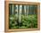 Cow Parsnip Growing in Aspen Grove, White River National Forest, Colorado, USA-Adam Jones-Framed Premier Image Canvas