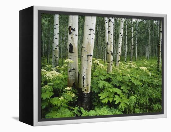 Cow Parsnip Growing in Aspen Grove, White River National Forest, Colorado, USA-Adam Jones-Framed Premier Image Canvas