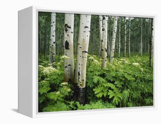 Cow Parsnip Growing in Aspen Grove, White River National Forest, Colorado, USA-Adam Jones-Framed Premier Image Canvas