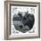 Cow Photograph-The Saturday Evening Post-Framed Giclee Print